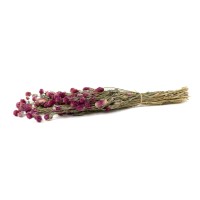 Gomphrena sec│vente aux pros│Grossiste en fleurs séchées