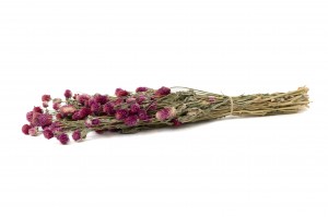 Gomphrena sec│vente aux pros│Grossiste en fleurs séchées