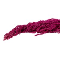 Amarante stabilisée│vente aux pros│Grossiste en végétaux stabilisées