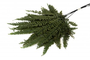 PHOCEALYS│Fougère felci jumbo stabilisée│vente aux pros│Grossiste