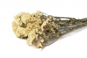 Statice sinuata│vente aux pros│Grossiste en fleurs séchées