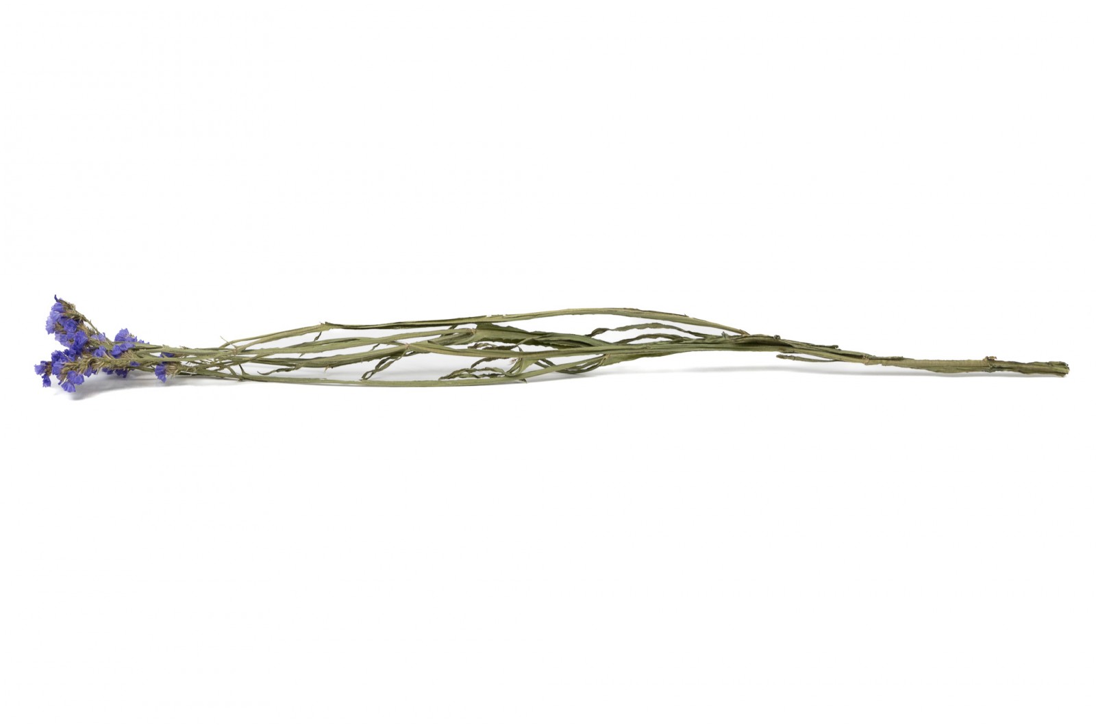 Statice sinuata│vente aux pros│Grossiste en fleurs séchées