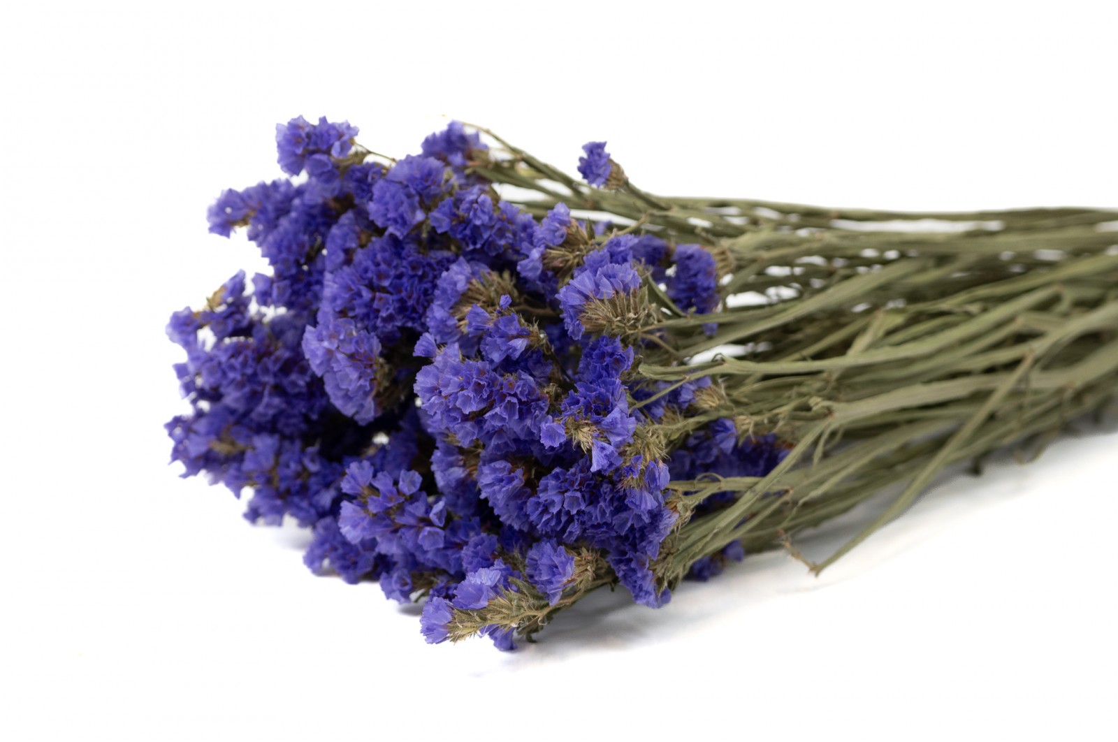 Statice sinuata│vente aux pros│Grossiste en fleurs séchées