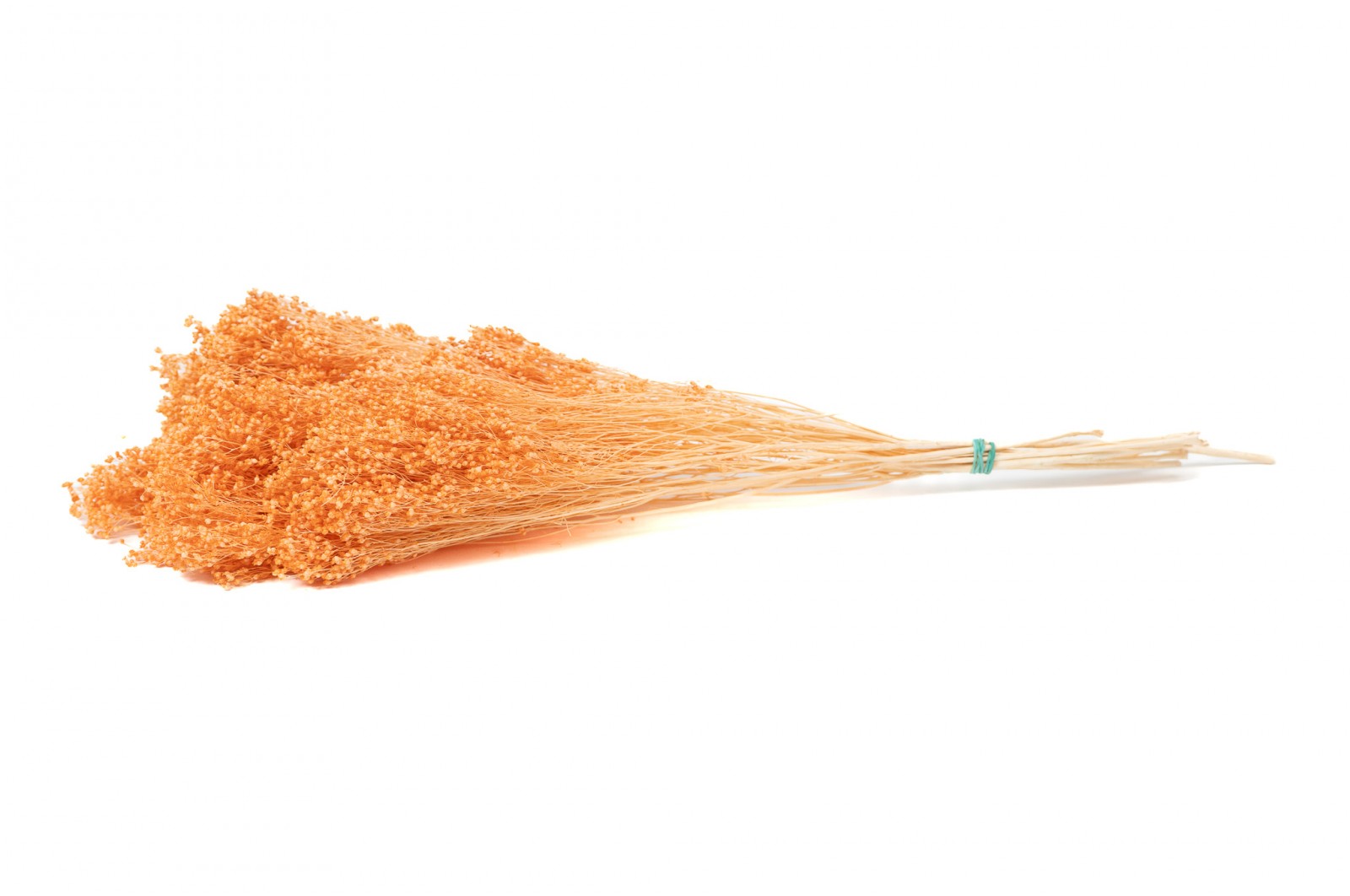 Broom sec blanc / crème vente en vrac Phocealys grossiste fournisseur pros