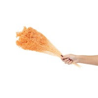 Broom sec blanc / crème vente en vrac Phocealys grossiste fournisseur pros