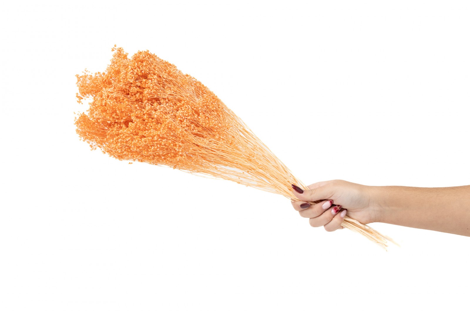 Broom sec blanc / crème vente en vrac Phocealys grossiste fournisseur pros