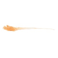 Broom sec blanc / crème vente en vrac Phocealys grossiste fournisseur pros