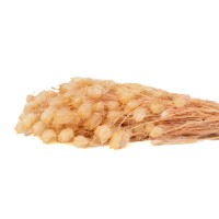 PHOCEALYS│Nigelle stabilisée│vente aux pros│Grossiste