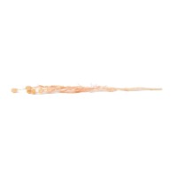 PHOCEALYS│Nigelle stabilisée│vente aux pros│Grossiste