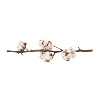 PHOCEALYS│Tête de coton sèche│vente aux pros│Grossiste en fleurs séchées