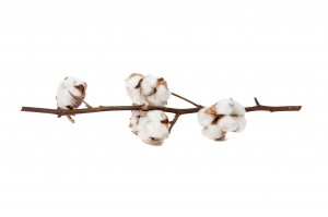 PHOCEALYS│Tête de coton sèche│vente aux pros│Grossiste en fleurs séchées