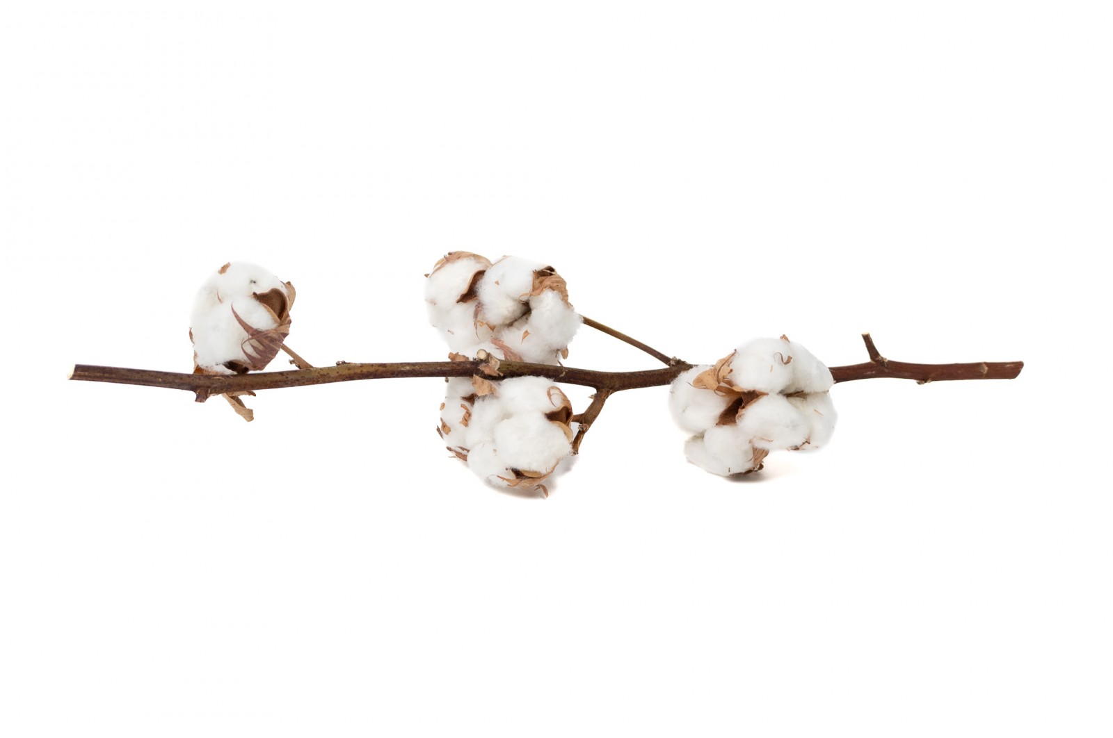 PHOCEALYS│Tête de coton sèche│vente aux pros│Grossiste en fleurs séchées
