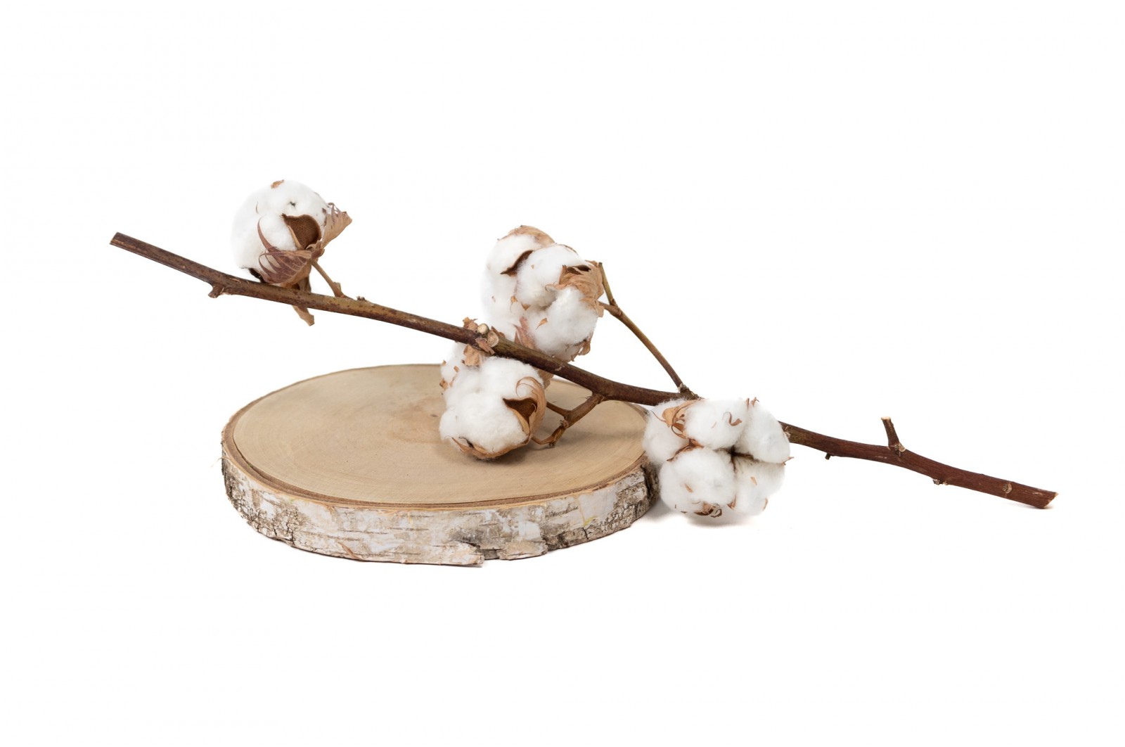 PHOCEALYS│Tête de coton sèche│vente aux pros│Grossiste en fleurs séchées
