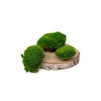 PHOCEALYS│Mousse boule stabilisée carton vrac│vente aux pros│Grossiste