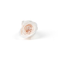 Rose Vivian stabilisée│vente aux pros│Grossiste en végétaux stabilisées