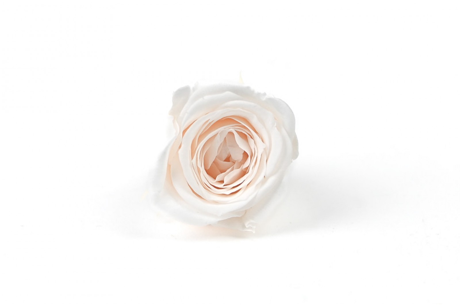 Rose Vivian stabilisée│vente aux pros│Grossiste en végétaux stabilisées