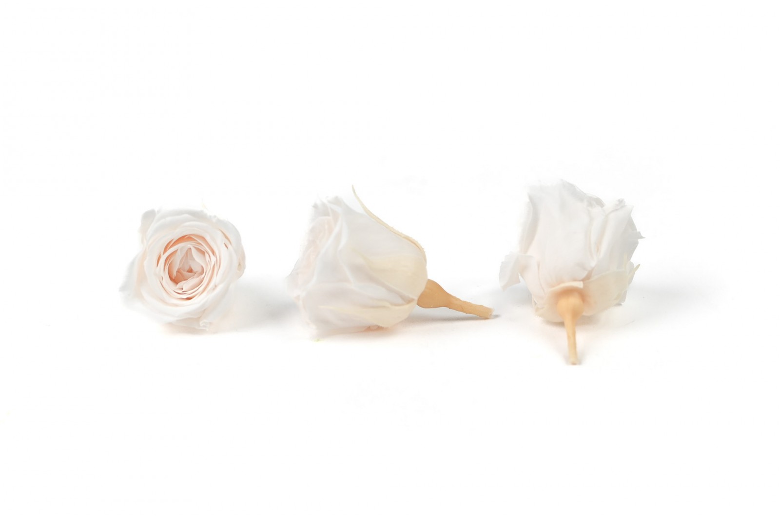 Rose Vivian stabilisée│vente aux pros│Grossiste en végétaux stabilisées