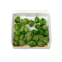 PHOCEALYS│Physalis stabilisé│vente aux pros│Grossiste