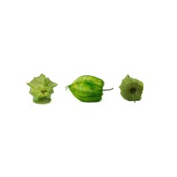 PHOCEALYS│Physalis stabilisé│vente aux pros│Grossiste