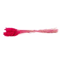 PHOCEALYS │Lagurus sec │vente aux pros│Grossiste en fleurs séchées