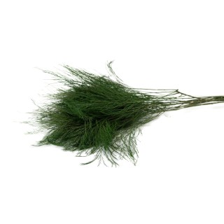 PHOCEALYS│Preserved tiki│Sale to pros│Wholesaler of preserved plants