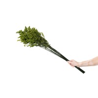 Solidago stabilisé│vente aux pros│Grossiste en végétaux stabilisées