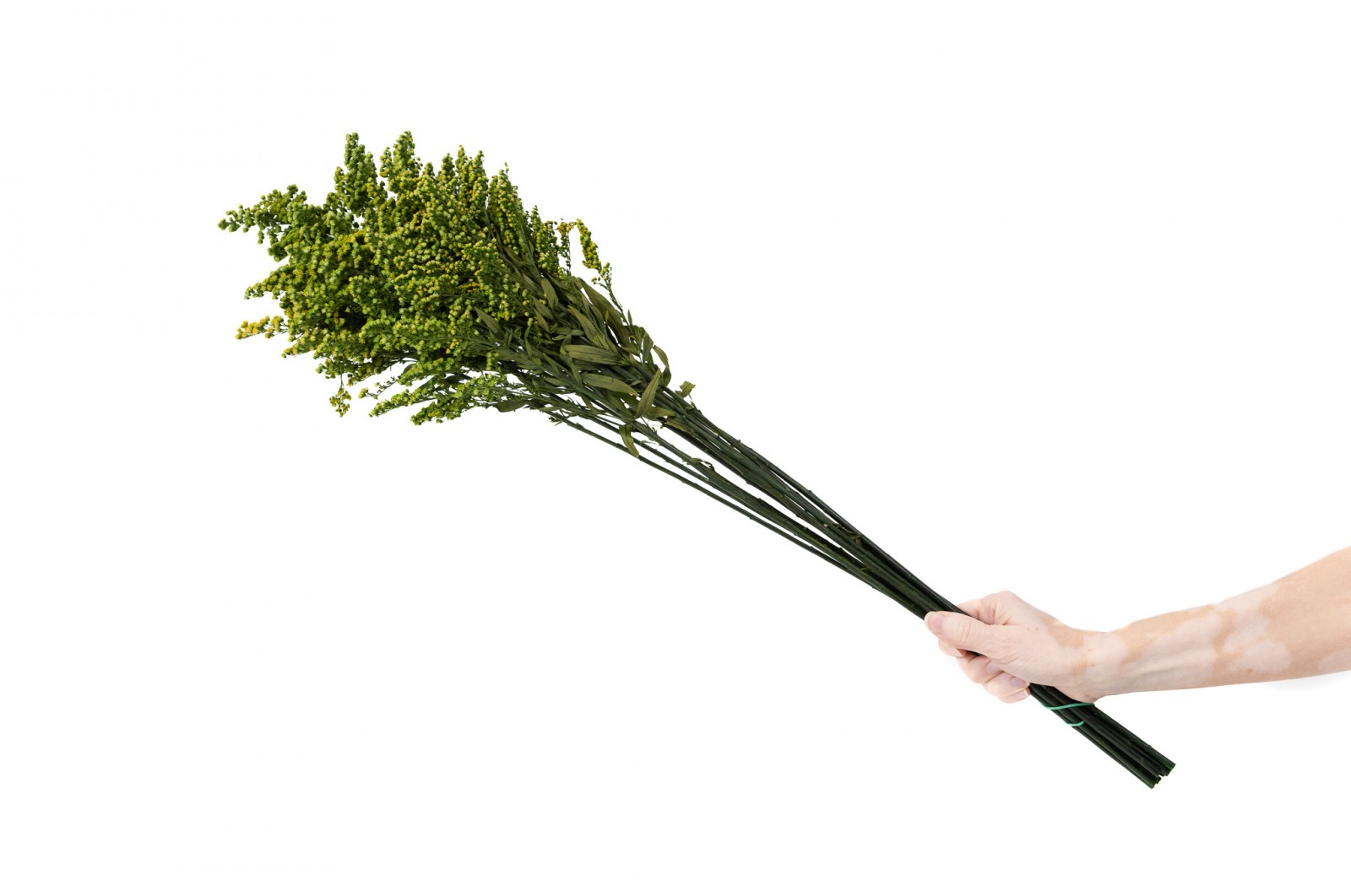 Solidago stabilisé│vente aux pros│Grossiste en végétaux stabilisées