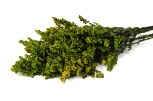Solidago stabilisé│vente aux pros│Grossiste en végétaux stabilisées