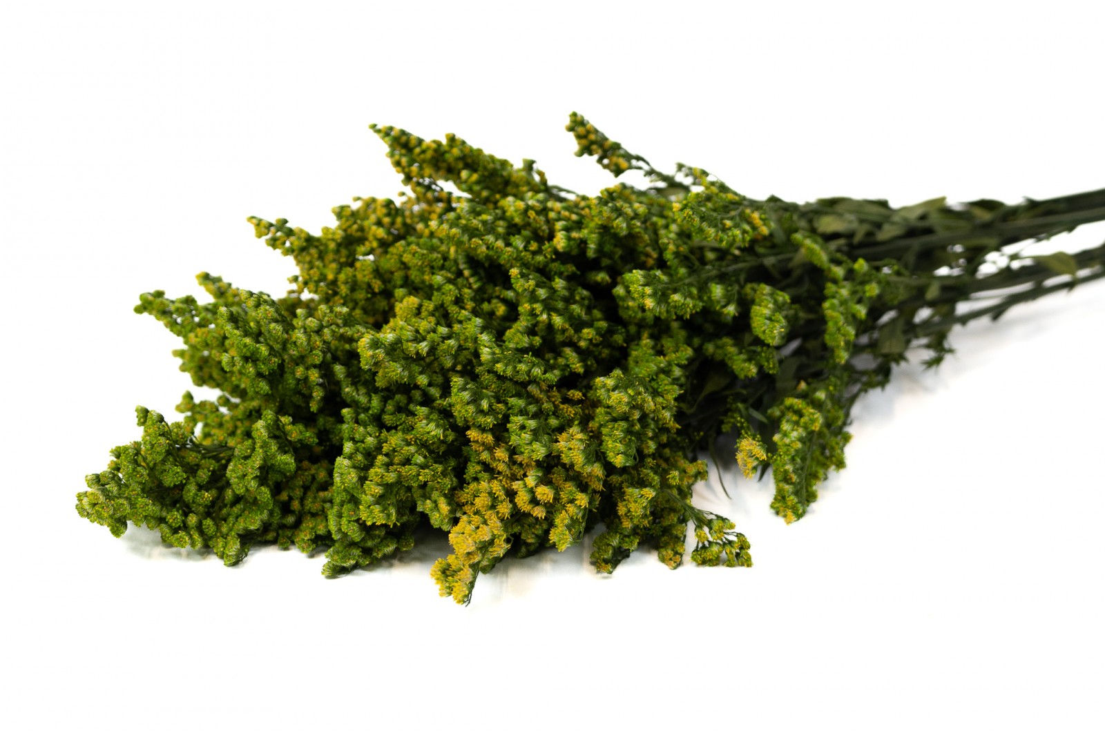 Solidago stabilisé│vente aux pros│Grossiste en végétaux stabilisées