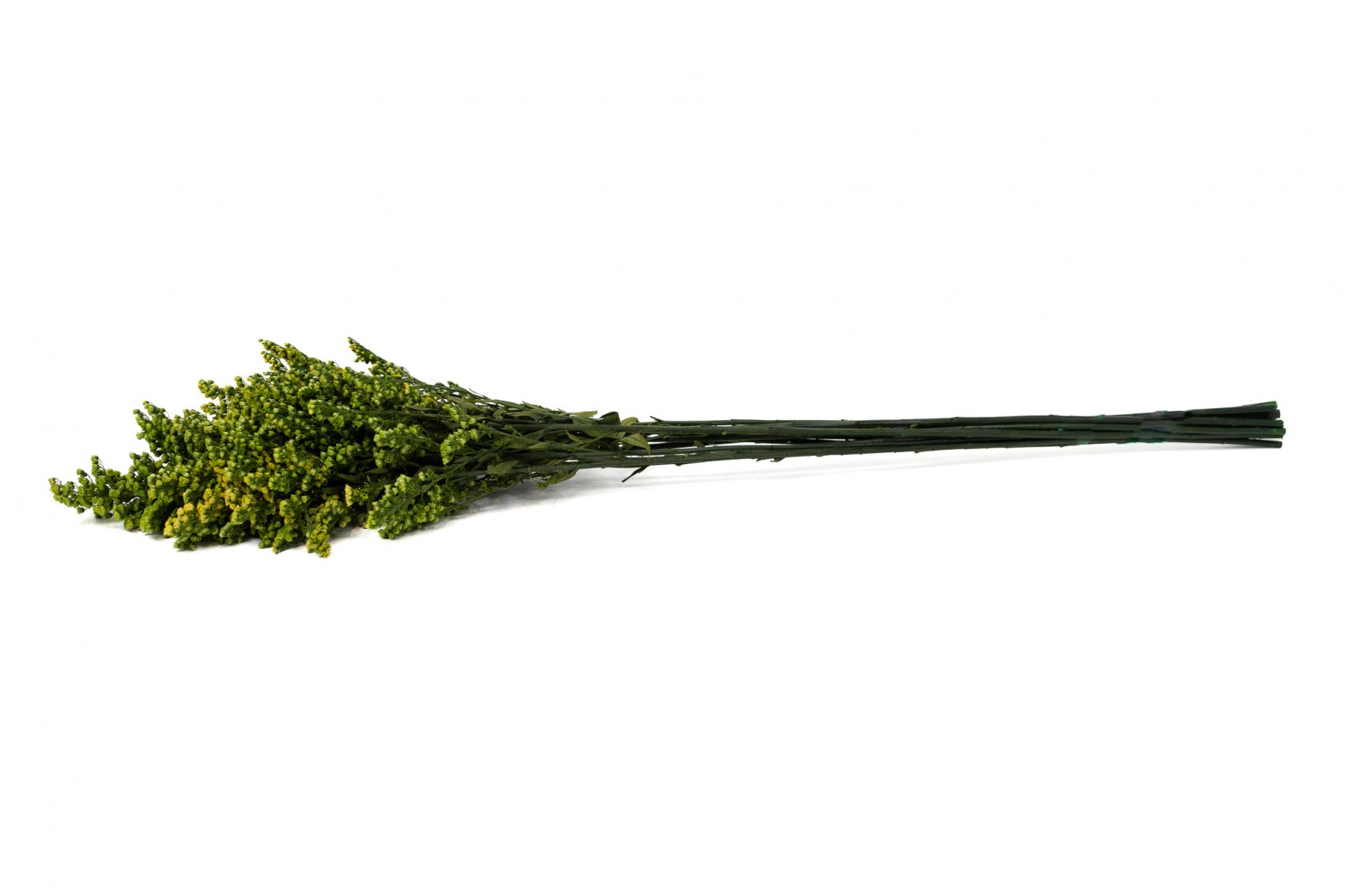 Solidago stabilisé│vente aux pros│Grossiste en végétaux stabilisées