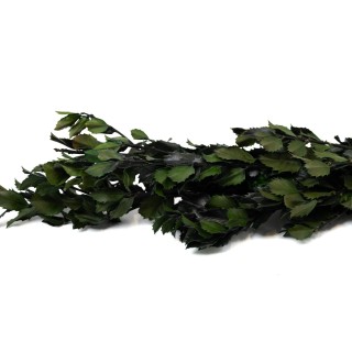 PHOCEALYS│Preserved Ilex Holly│Sale to pros│Wholesaler of preserved plants