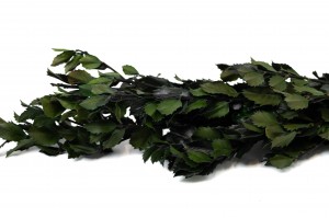 PHOCEALYS│Houx ilex stabilisé│vente aux pros│Grossiste