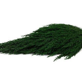 PHOCEALYS│Preserved Cypress│Sale to pros│Wholesaler of preserved plants