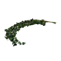 PHOCEALYS│Lierre hélix stabilisé│vente aux pros│Grossiste