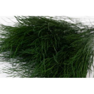 PHOCEALYS│Preserved tiki│Sale to pros│Wholesaler of preserved plants