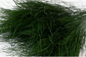 Tree fern stabilisé│vente aux pros│Grossiste en végétaux stabilisés