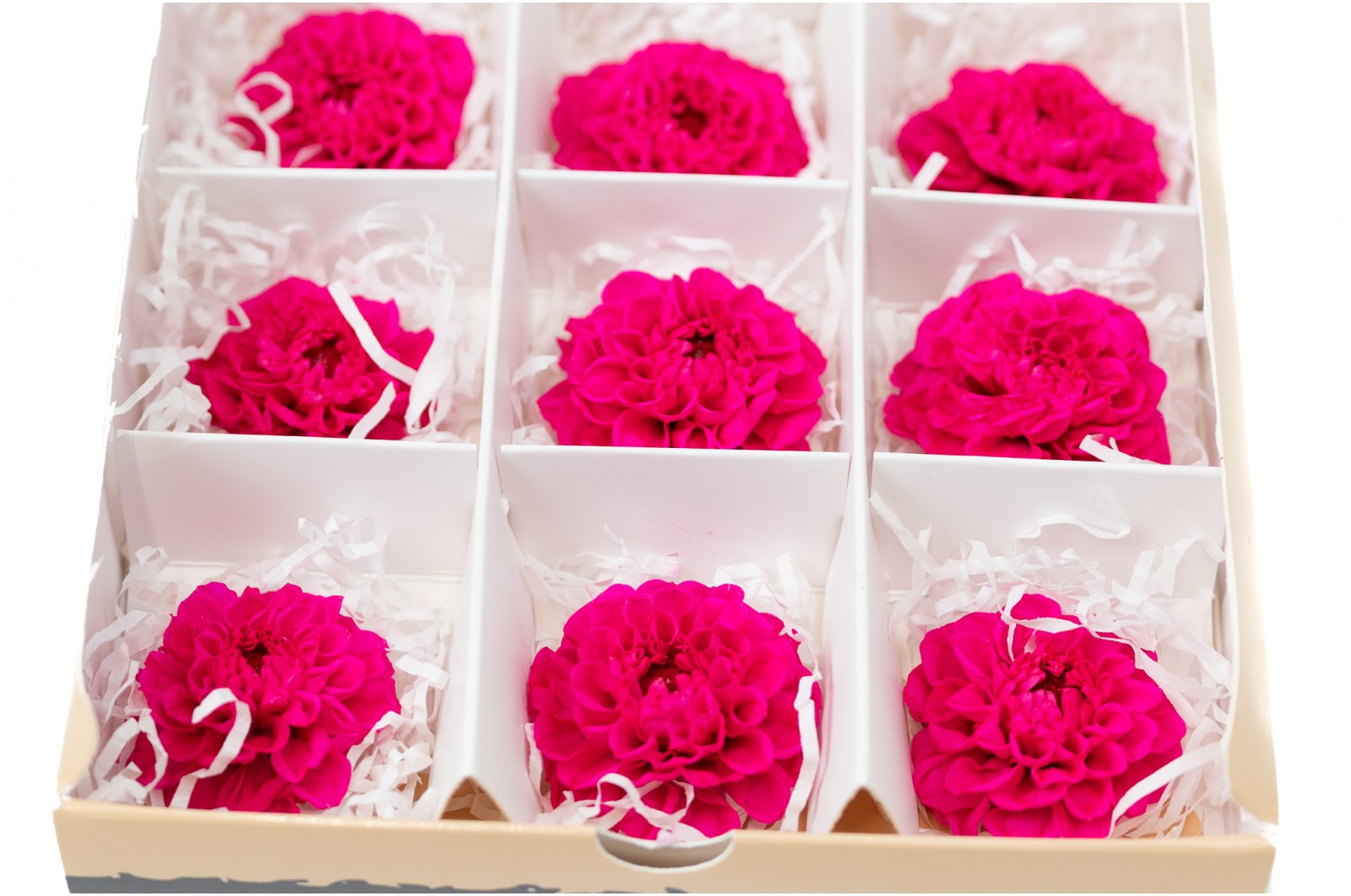 PHOCEALYS│Dahlia stabilisé│vente aux pros│Grossiste