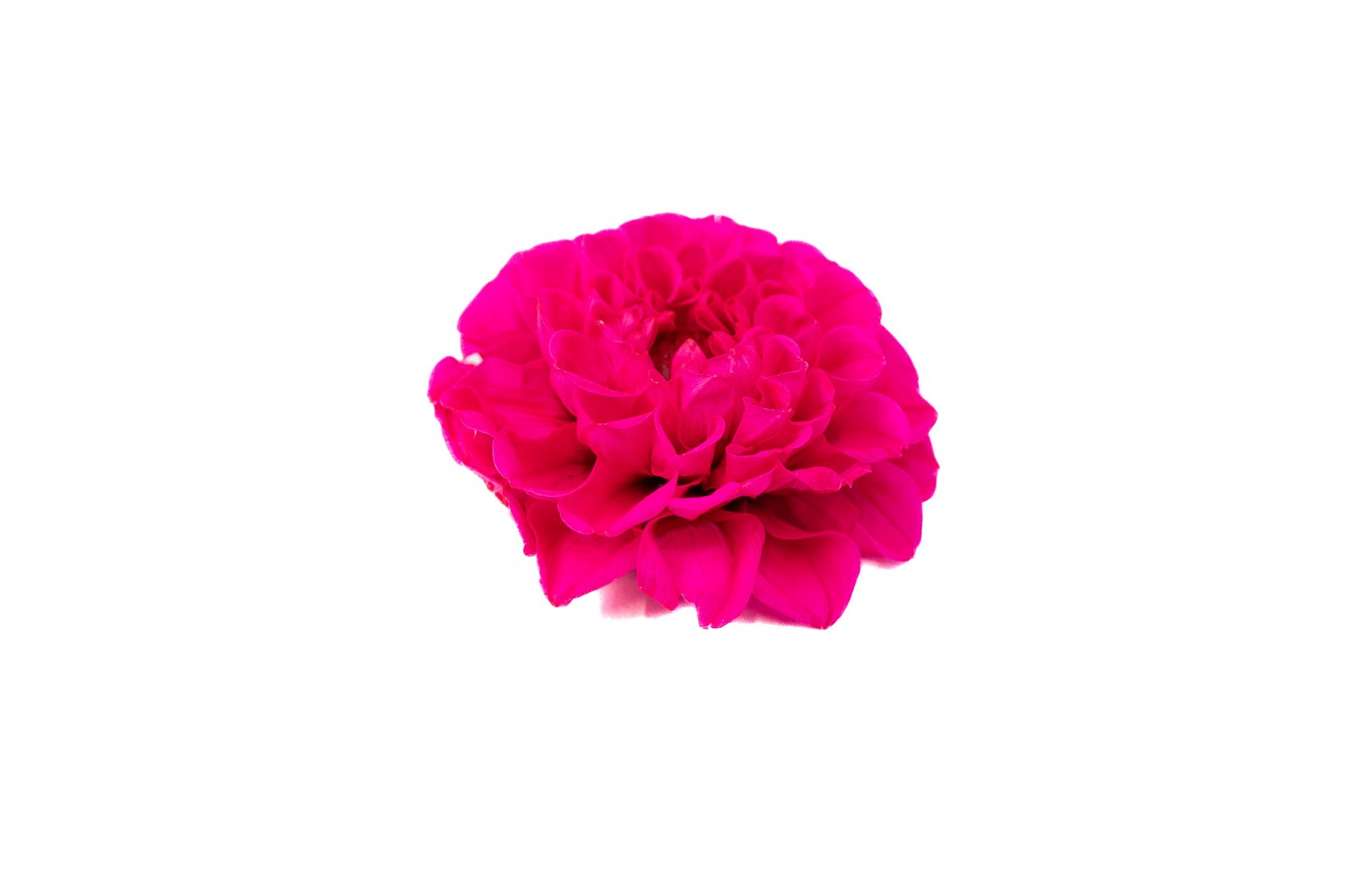 PHOCEALYS│Dahlia stabilisé│vente aux pros│Grossiste