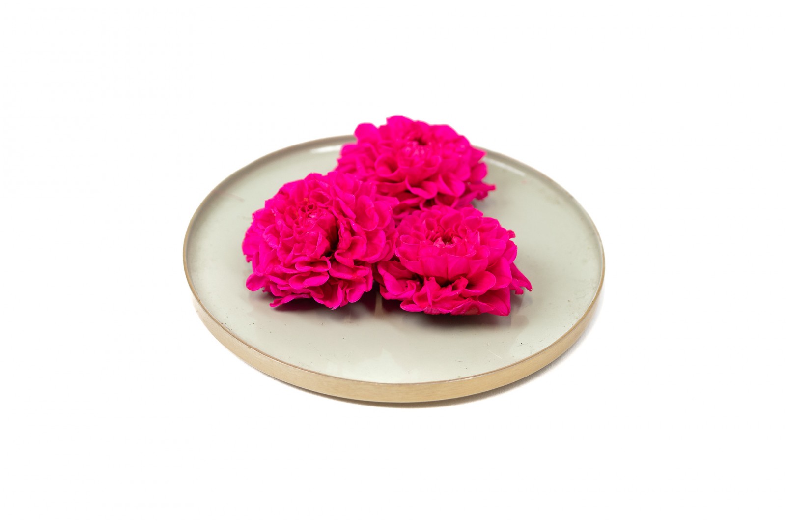 PHOCEALYS│Dahlia stabilisé│vente aux pros│Grossiste
