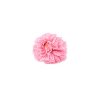 PHOCEALYS│Dahlia stabilisé│vente aux pros│Grossiste