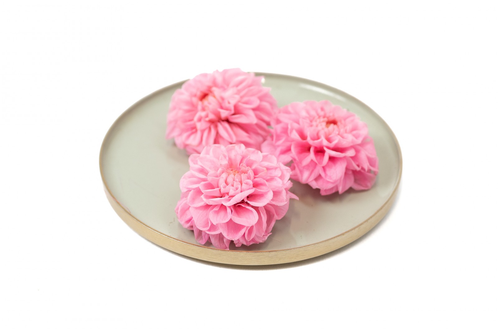 PHOCEALYS│Dahlia stabilisé│vente aux pros│Grossiste