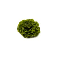 PHOCEALYS│Dahlia stabilisé│vente aux pros│Grossiste