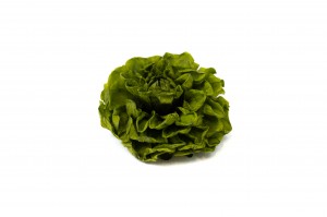 PHOCEALYS│Dahlia stabilisé│vente aux pros│Grossiste