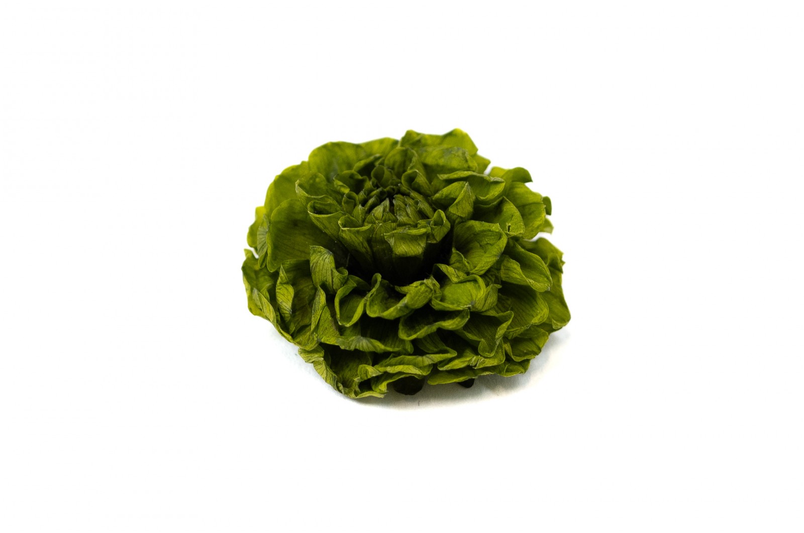 PHOCEALYS│Dahlia stabilisé│vente aux pros│Grossiste