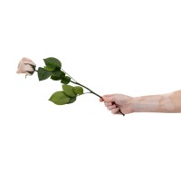 PHOCEALYS│Rose tigée stabilisée│vente aux pros│Grossiste