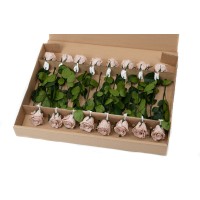 PHOCEALYS│Rose tigée stabilisée│vente aux pros│Grossiste
