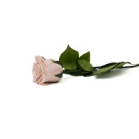 PHOCEALYS│Rose tigée stabilisée│vente aux pros│Grossiste