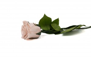 PHOCEALYS│Rose tigée stabilisée│vente aux pros│Grossiste