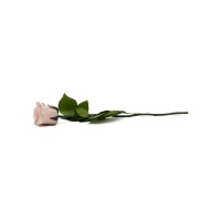 PHOCEALYS│Rose tigée stabilisée│vente aux pros│Grossiste