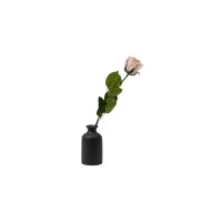 PHOCEALYS│Rose tigée stabilisée│vente aux pros│Grossiste